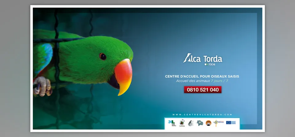 Alca Torda : Affiches de communication (3/3)