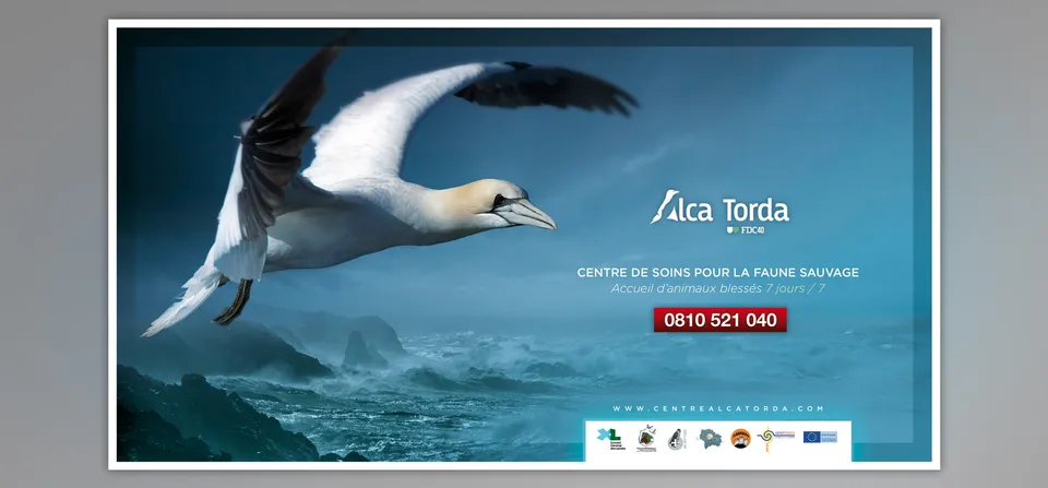 Alca Torda : Affiches de communication