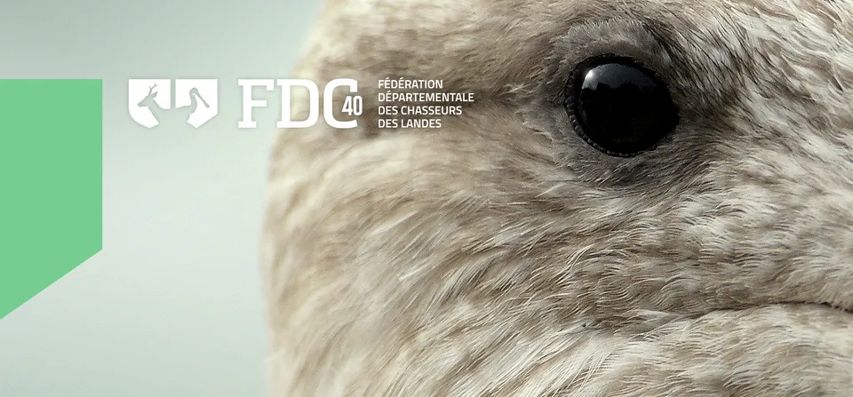 FDC 40 : Identité visuelle (1/5)